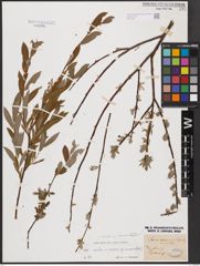 Salix aurita L. x Salix rosmarinifolia L.